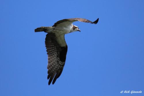 Osprey