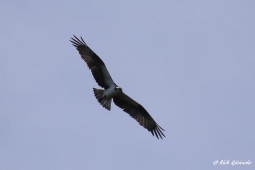 Osprey