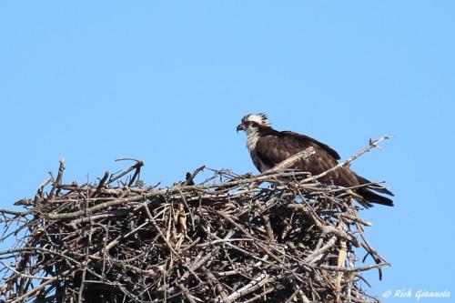 Osprey