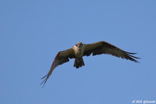 Osprey