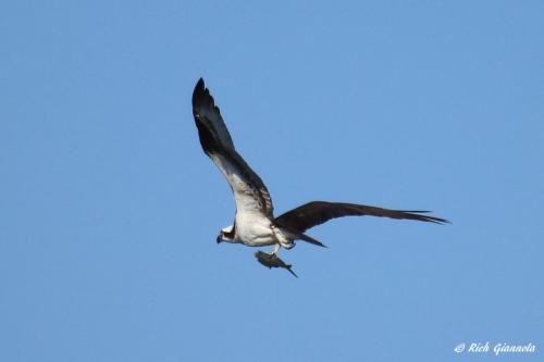 Osprey