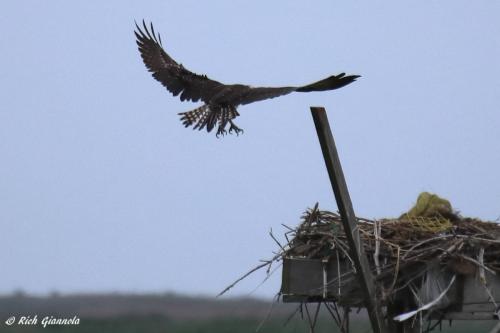 Osprey