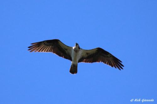 Osprey