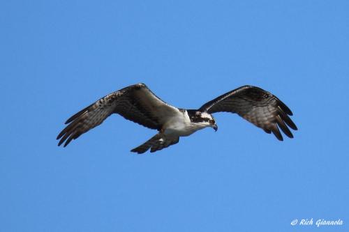 Osprey