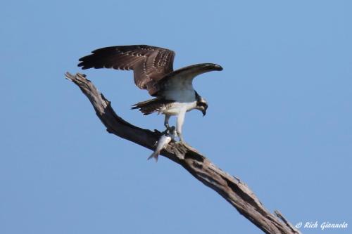 Osprey eating a fish