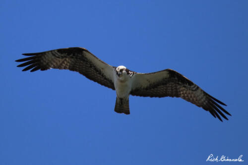 Osprey flying over me