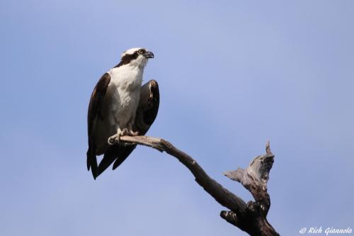 Osprey