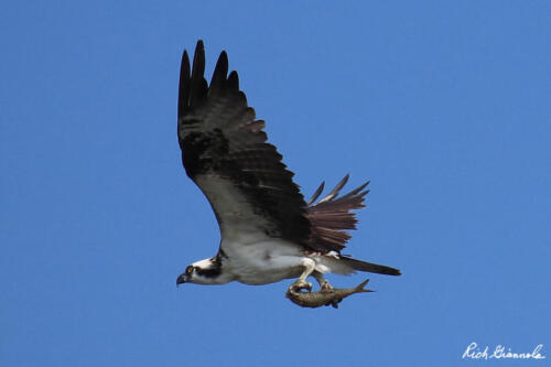 Osprey with a fish