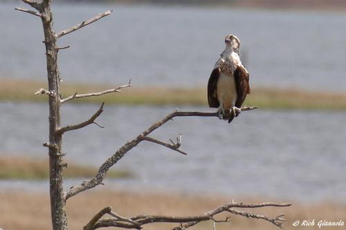 Osprey