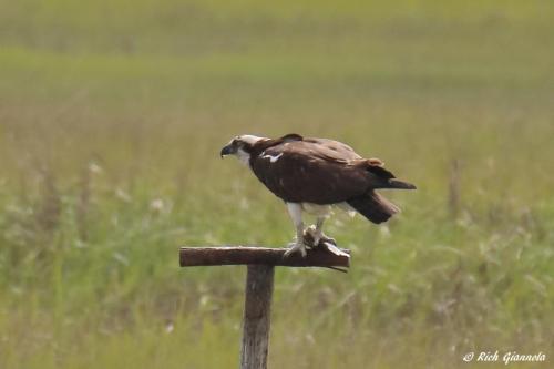 Osprey