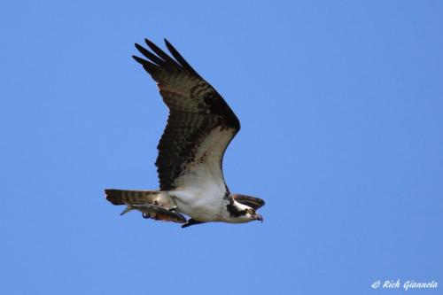 Osprey