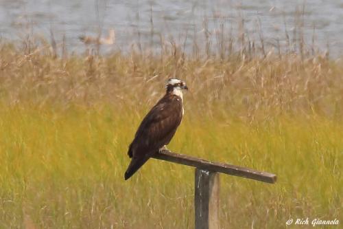 Osprey