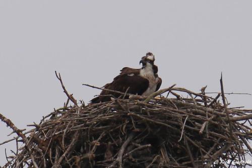 Osprey