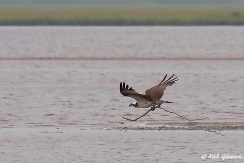 Osprey