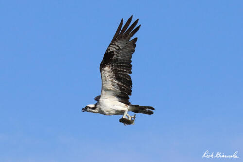 Osprey with a fish