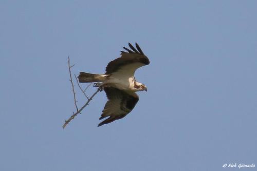 Osprey