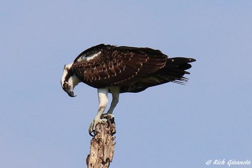 Osprey