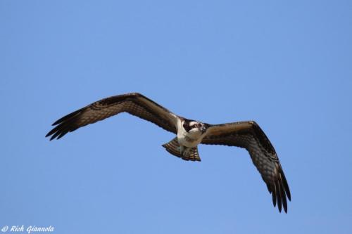 Osprey