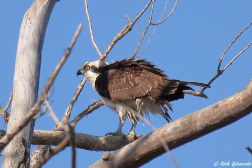 Osprey