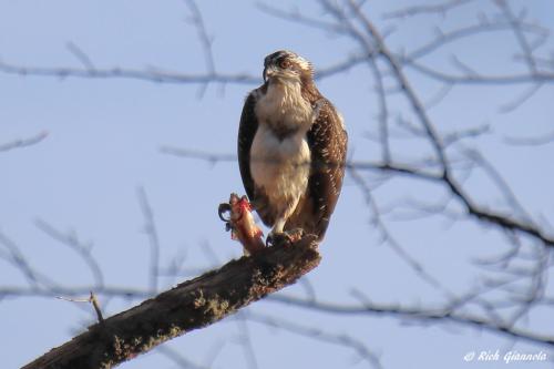 Osprey