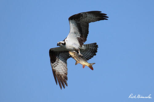 Osprey with a fish