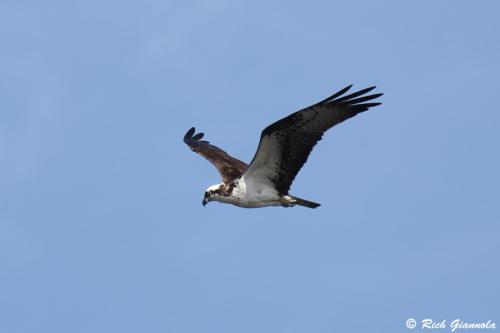 Osprey