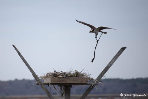 Osprey