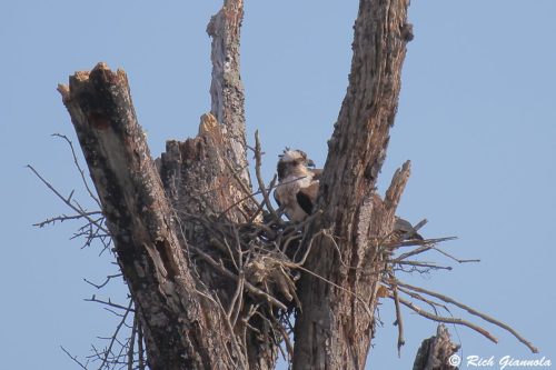 Osprey