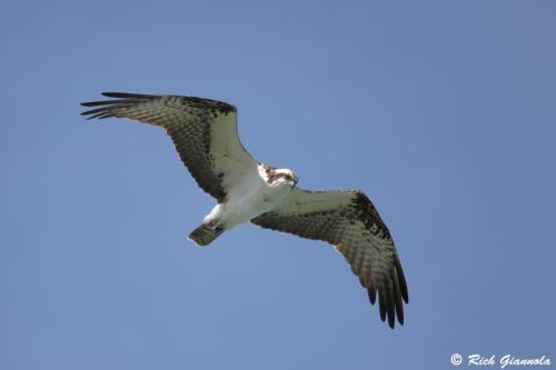 Osprey