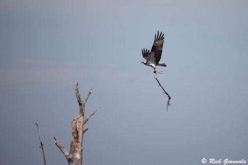 Osprey