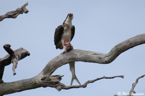 Osprey