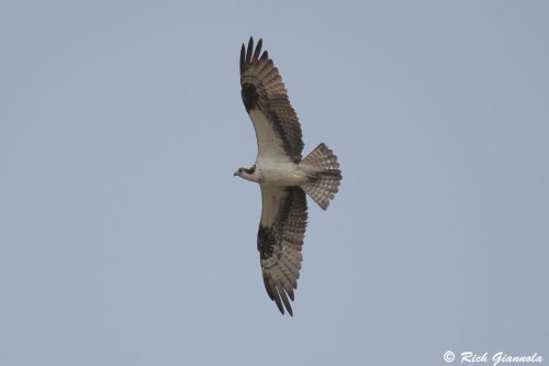 Osprey