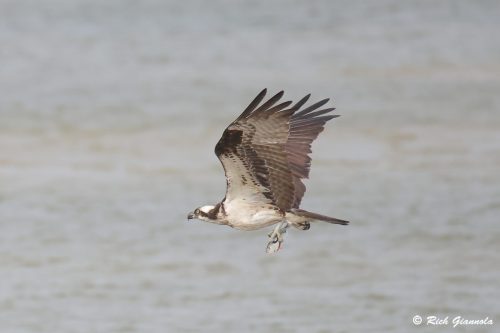 Osprey