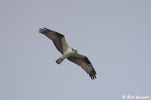 Osprey