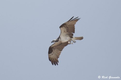 Osprey
