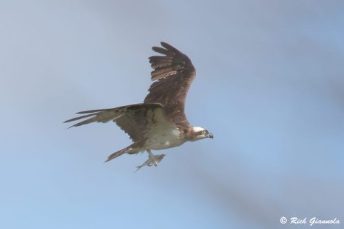 Osprey