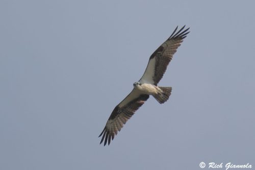 Osprey