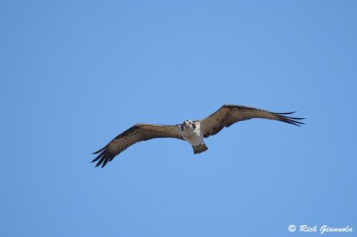 Osprey