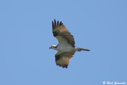 Osprey