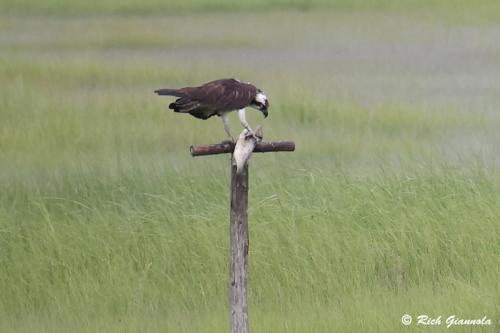 Osprey