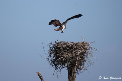 Osprey