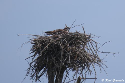 Osprey