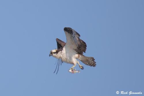 Osprey