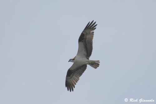 Osprey