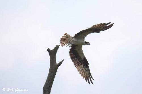 Osprey