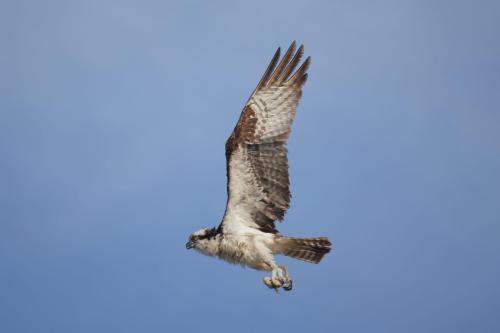 Osprey