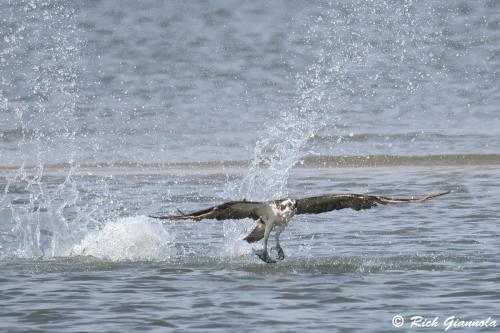 Osprey