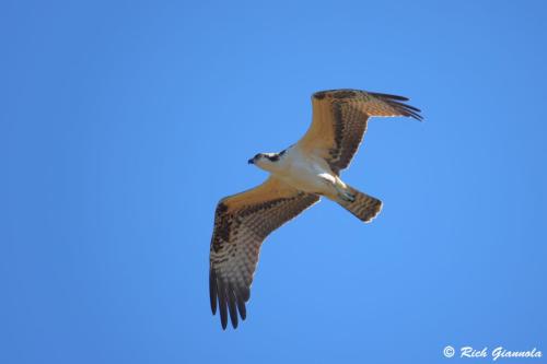 Osprey