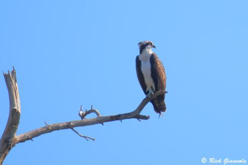 Osprey