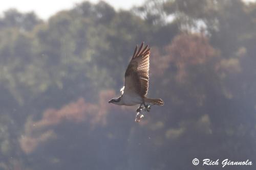 Osprey